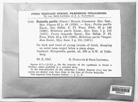 Pezizella parilis image